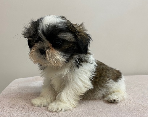 シーズー 女の子 ペットショップキャロット 子犬 子猫専門 千葉県野田市 安心のブリーダーショップ