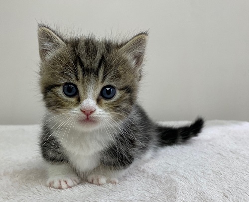 マンチカン 男の子 ペットショップキャロット 子犬 子猫専門 千葉県野田市 安心のブリーダーショップ